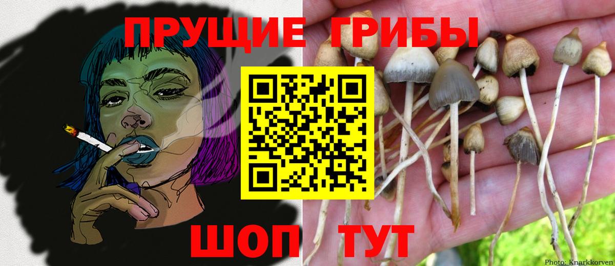 Галлюциногенные грибы Psilocybe  Вход с VPN  Тула 
